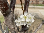 李子花