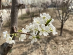李子花