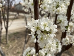 李子花