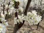 李子花