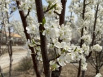李子花