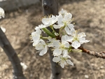 李子花