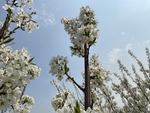 李子花