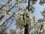 李子花