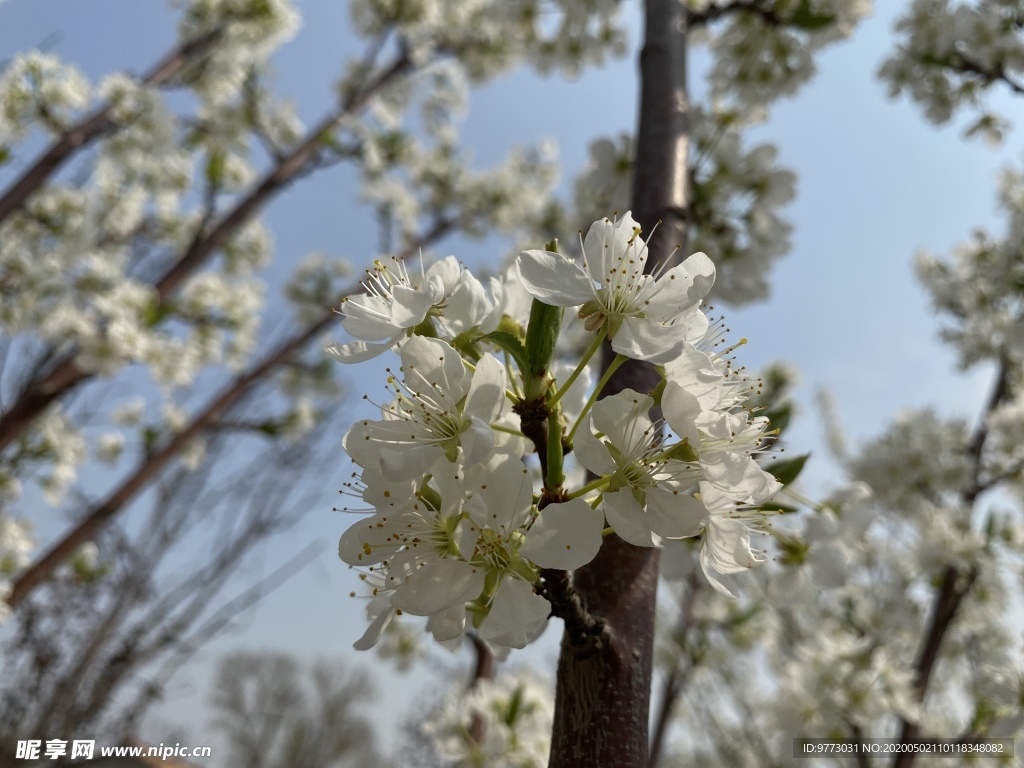 李子花