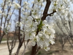 李子花