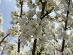 李子花