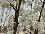 李子花