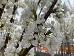 李子树