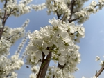 李子花