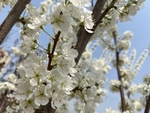 李子花