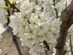 李子花