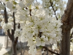 李子花