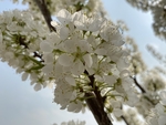 李子花