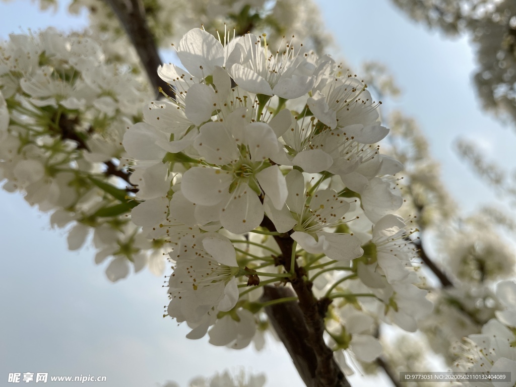 李子花
