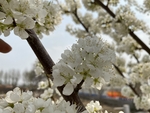 李子花