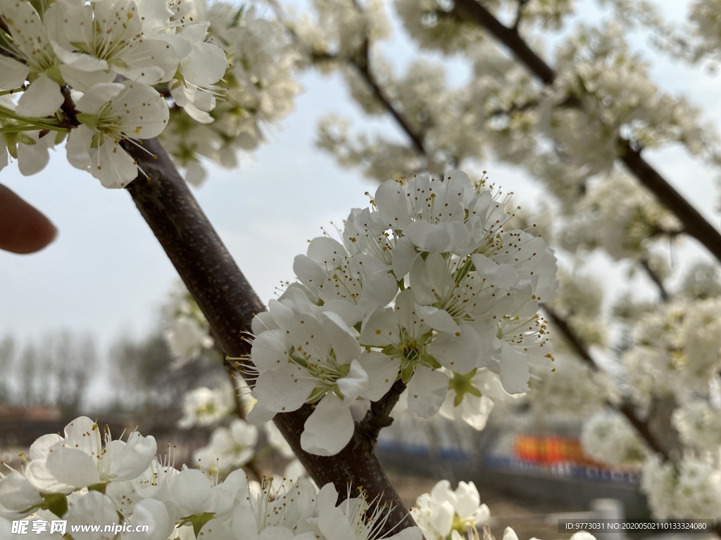 李子花