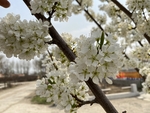 李子花