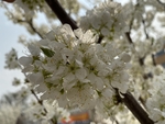 李子花