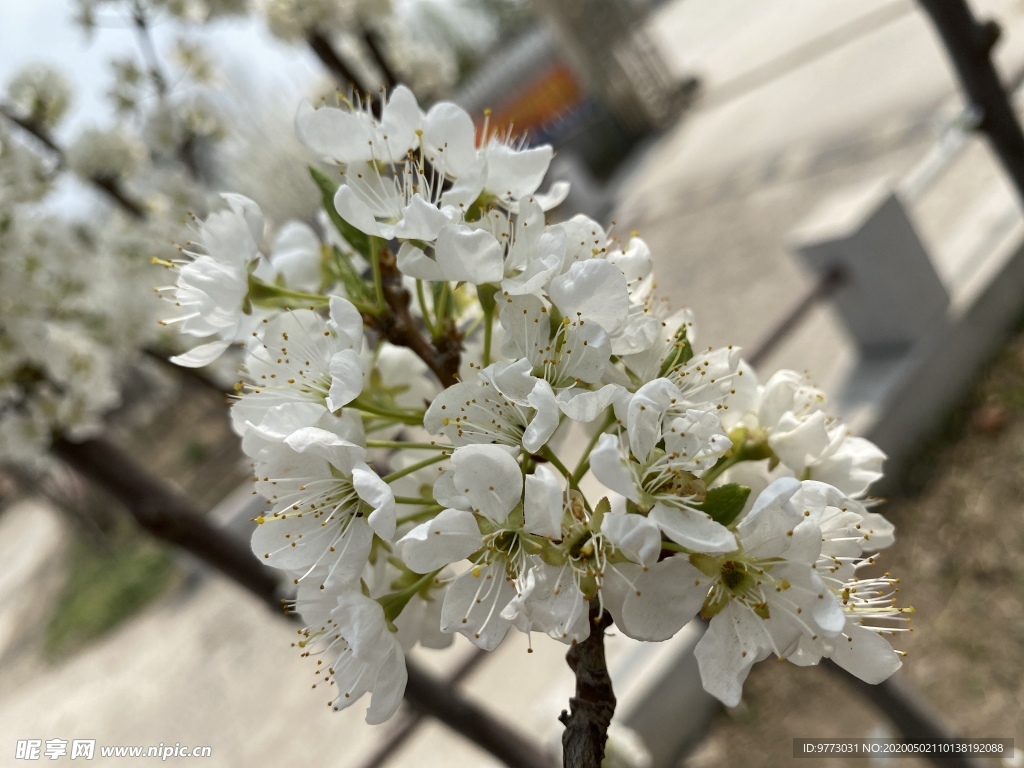 李子花