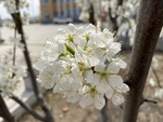 李子花