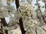 李子花