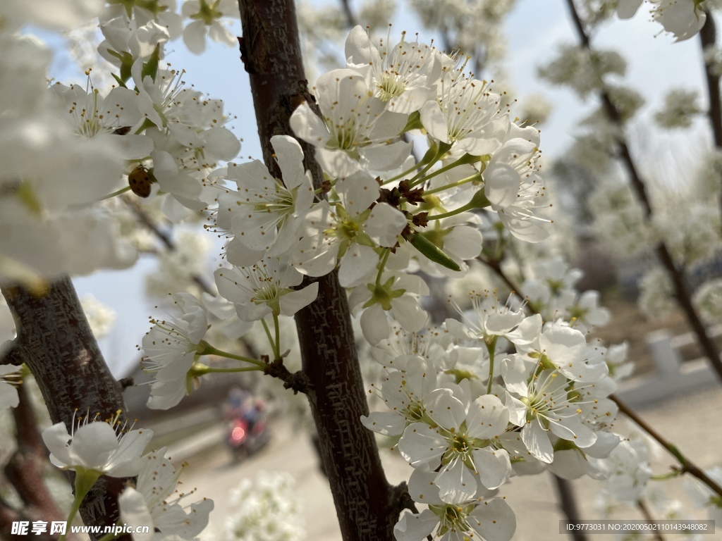 李子花