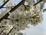 李子花