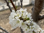 李子花