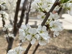 李子花