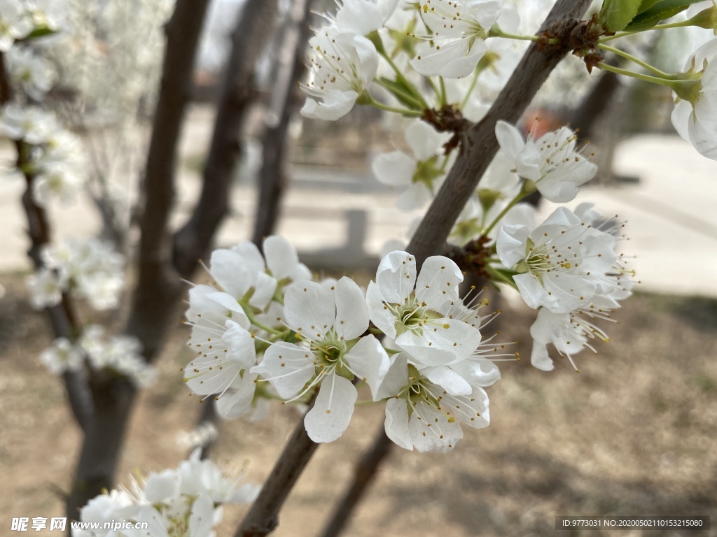 李子花