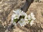 李子花