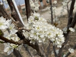 李子树