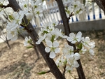 李子花