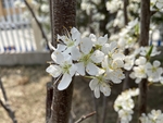 李子花