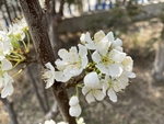 李子花