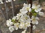 李子花