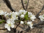 李子花