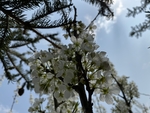李子花