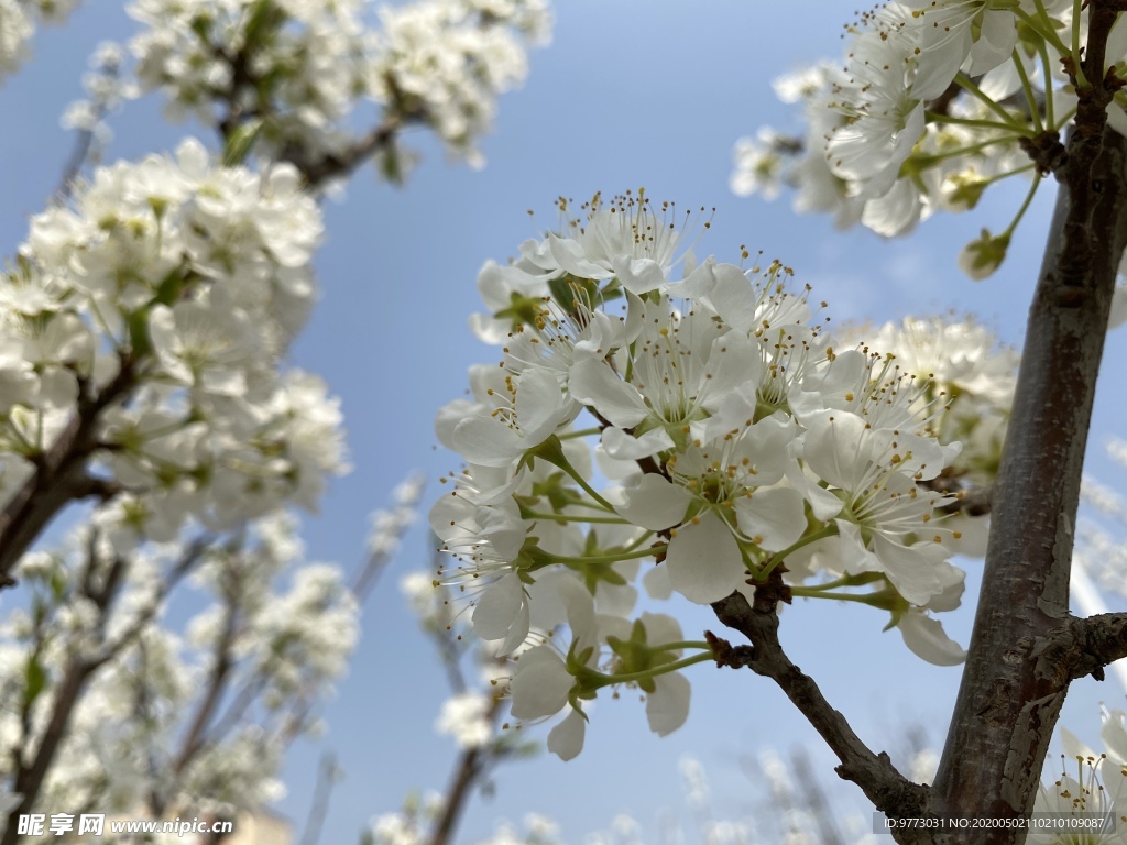 李子花