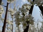 李子花