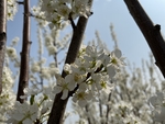 李子花