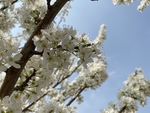 李子花