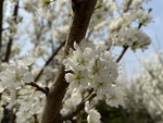 李子花