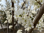 李子花