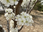 李子花
