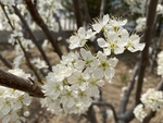 李子花