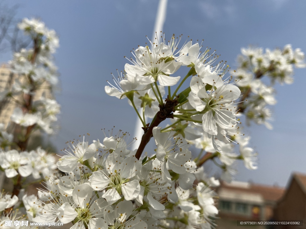 李子花