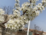 李子花