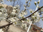 李子花